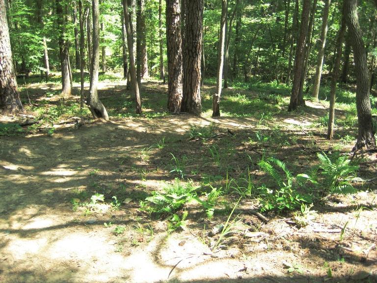 A sunlit forest scene with tall trees and a mix of ferns and grass covering the ground, casting soft shadows on the soil. Clear Springs Rec. Area mountain bike trail.