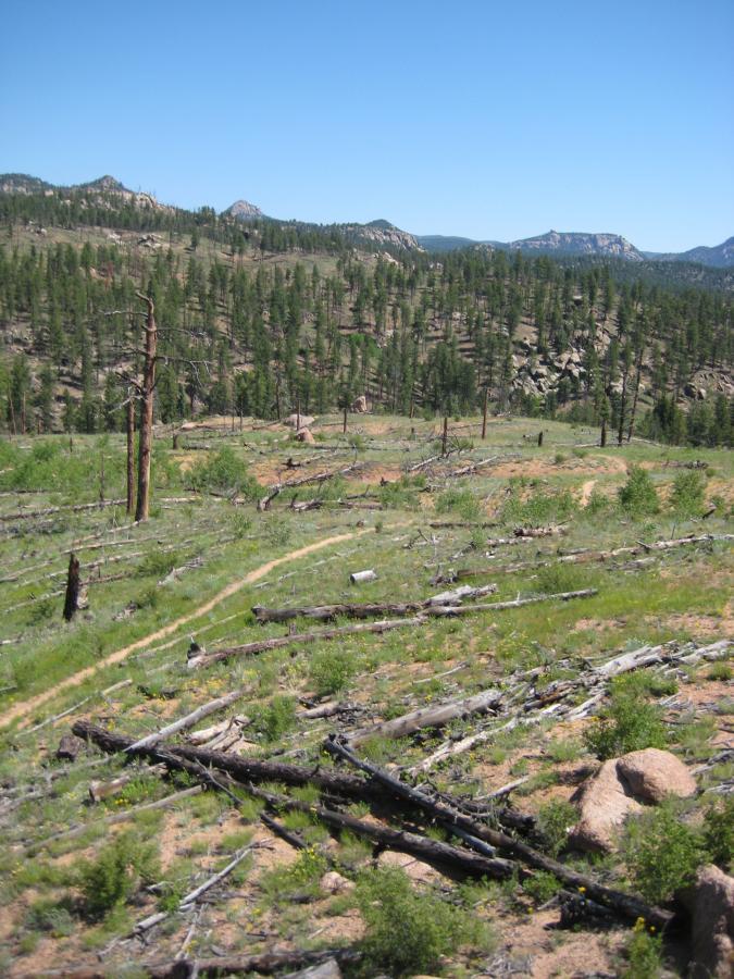 A panoramic view of a forested landscape featuring a mix of green vegetation and remnants of fallen trees. In the background, rolling hills are visible under a clear blue sky, while nearby, a dirt path winds through the lush grass and wooden debris. The scene reflects a natural environment with both healthy flora and signs of disturbance. Buffalo Creek mountain bike trail.