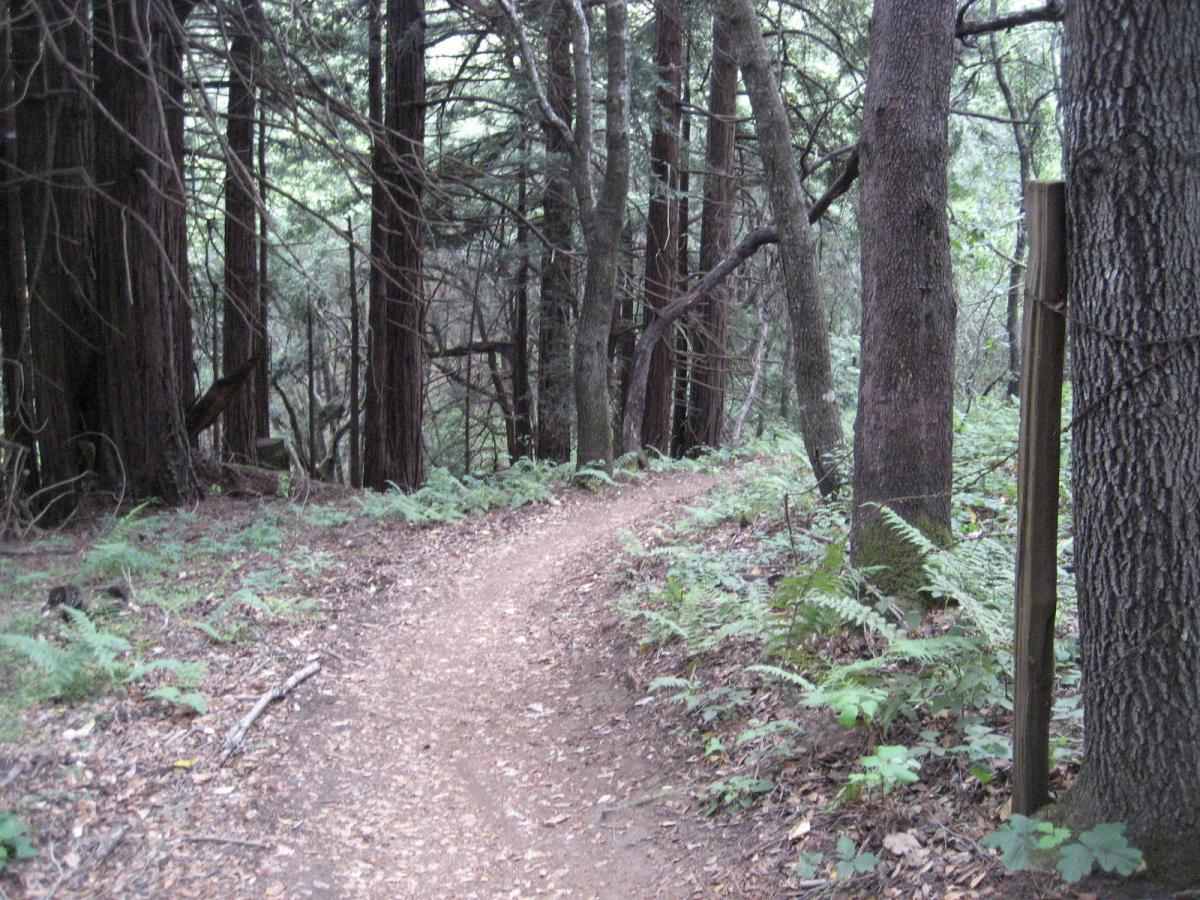 A winding dirt trail surrounded by tall trees and lush greenery, leading into a dense forest. Ferns and underbrush line the path, creating a natural, serene environment. Wilder Ranch State Park mountain bike trail.