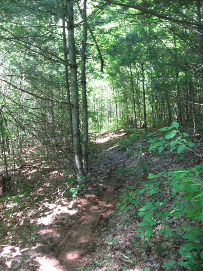 A narrow dirt trail winding through a dense forest, surrounded by tall trees and vibrant green foliage. Sunlight filters through the leaves, illuminating the path and the surrounding underbrush, creating a serene and peaceful atmosphere. Jones Creek Ridge Trail mountain bike trail.