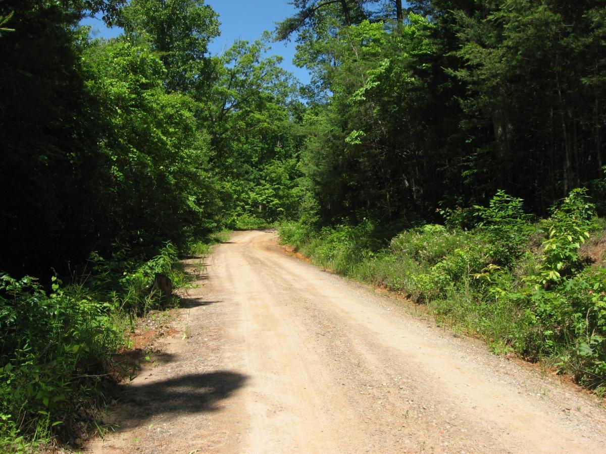 A dirt road winding through a lush green forest on a sunny day, with dense foliage lining both sides and a clear blue sky above. Jones Creek Ridge Trail mountain bike trail.