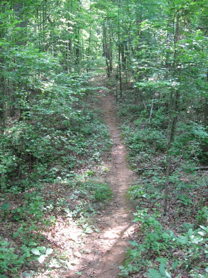 A sunlit dirt path winding through a dense forest, surrounded by lush green foliage and underbrush. Hawkes Creek mountain bike trail.