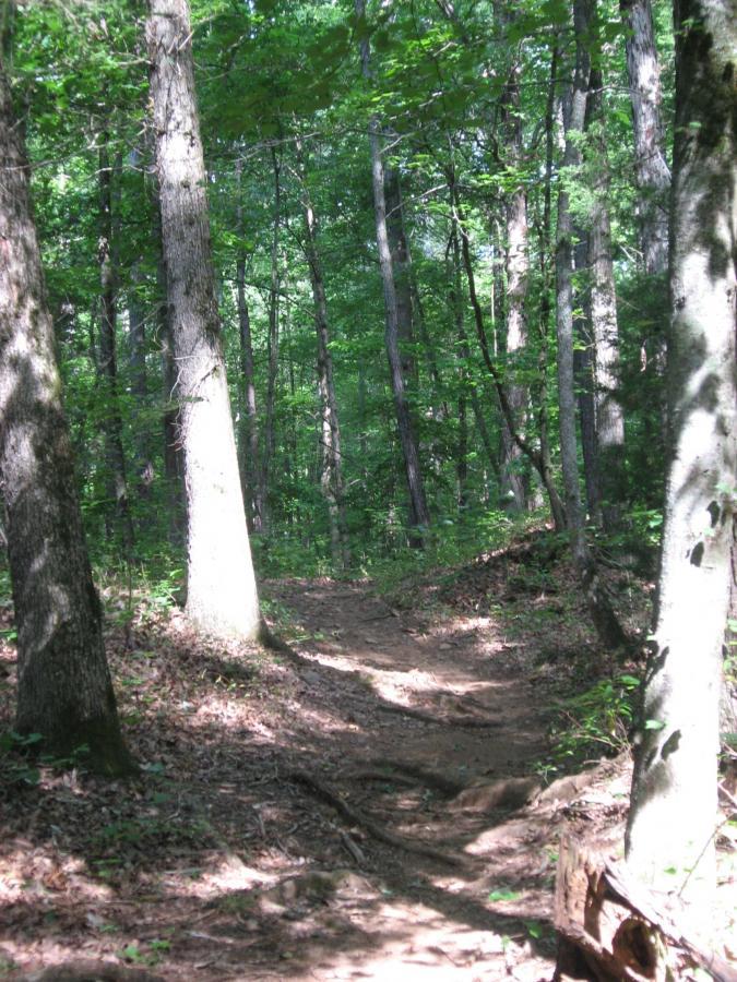 A dirt trail winding through a lush green forest, bordered by tall trees with abundant foliage. Sunlight filters through the leaves, creating a dappled effect on the ground. The path is surrounded by scattered leaves and roots, inviting exploration into the serene natural environment. Hawkes Creek mountain bike trail.