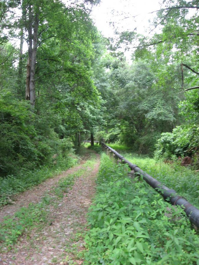 A narrow dirt path surrounded by lush greenery, flanked by tall trees and a visible pipeline running alongside. The scene evokes a sense of tranquility and natural beauty. Mitchell Bridge Loop mountain bike trail.