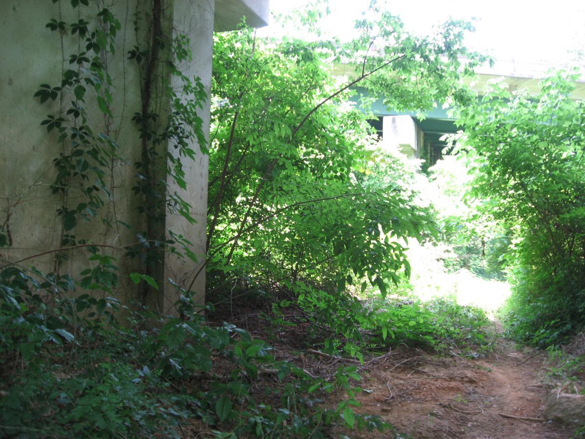A natural pathway surrounded by dense greenery, with vines climbing a concrete pillar on the left and bright green foliage in the background, partially obscuring a concrete overpass. Mitchell Bridge Loop mountain bike trail.