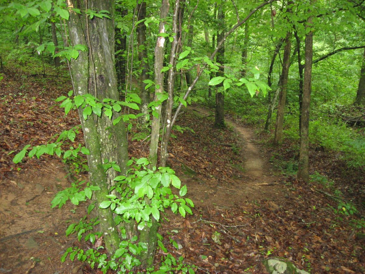 A serene forest scene featuring a narrow dirt path winding through lush greenery, with tall trees on either side and leaves scattered on the ground. The greenery includes young leaves and branches, suggesting a vibrant natural environment. Hawkes Creek mountain bike trail.