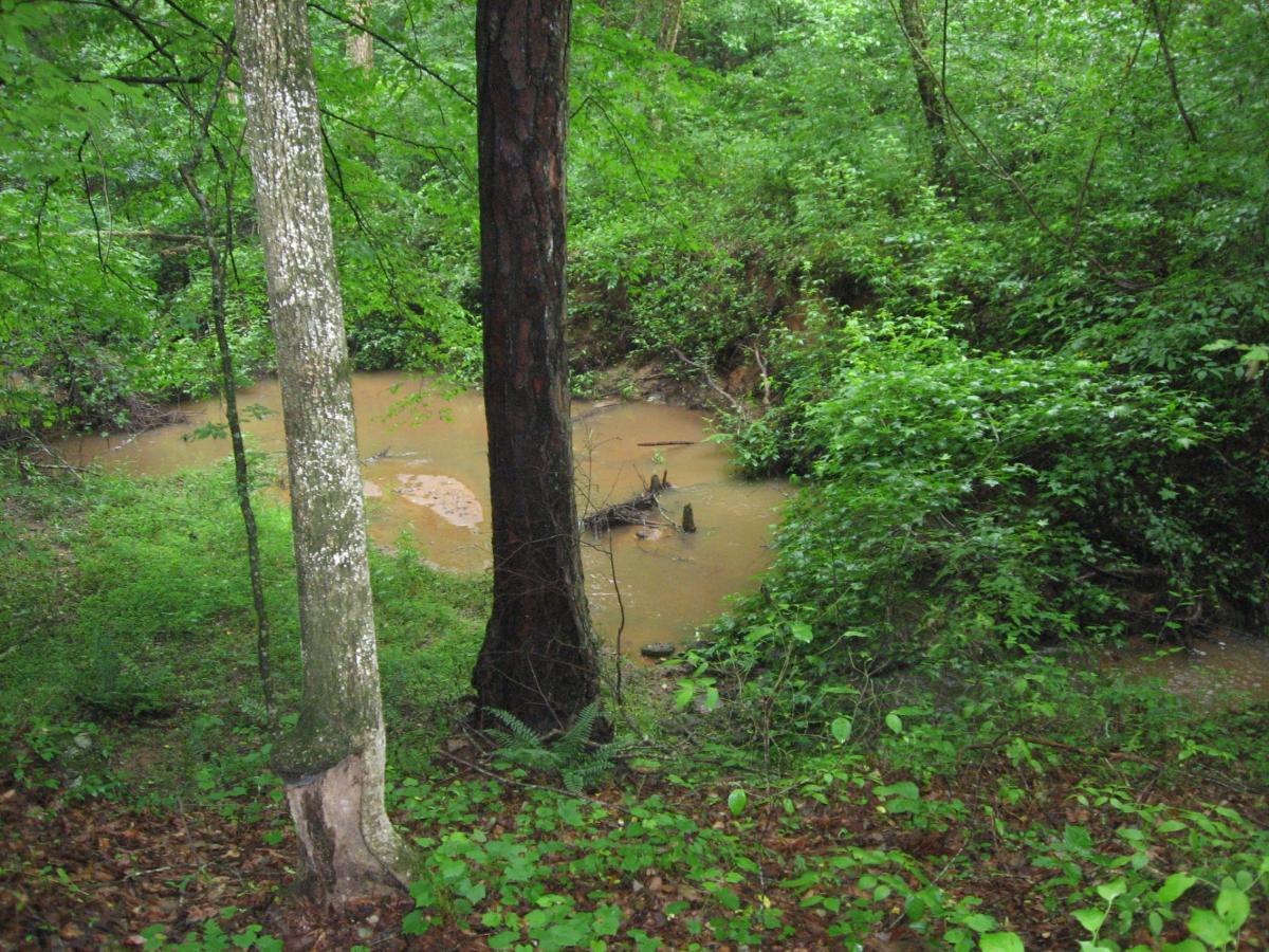 A lush green forest scene featuring two trees on the left and a small, muddy creek or pond surrounded by dense vegetation. The area is rich with foliage, including various shades of green leaves and underbrush, creating a serene, natural setting. Hawkes Creek mountain bike trail.