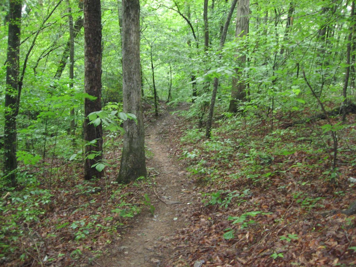 A winding dirt path through a lush green forest, surrounded by tall trees and thick foliage, with fallen leaves scattered on the ground. Hawkes Creek mountain bike trail.