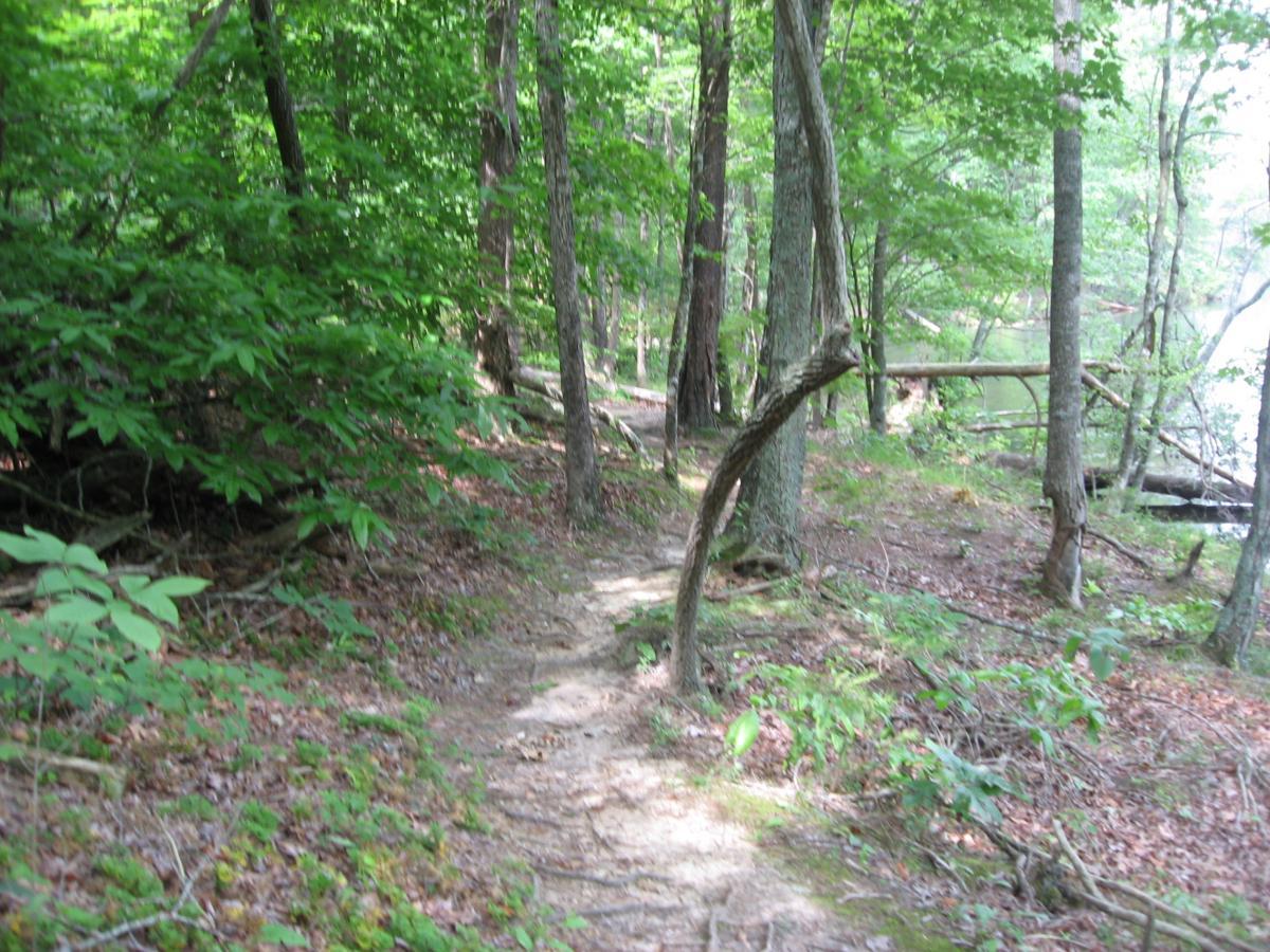 A scenic wooded path winding through lush green trees, with soft earth and scattered leaves underfoot, leading towards a tranquil body of water in the distance. Lake Russell Loop mountain bike trail.