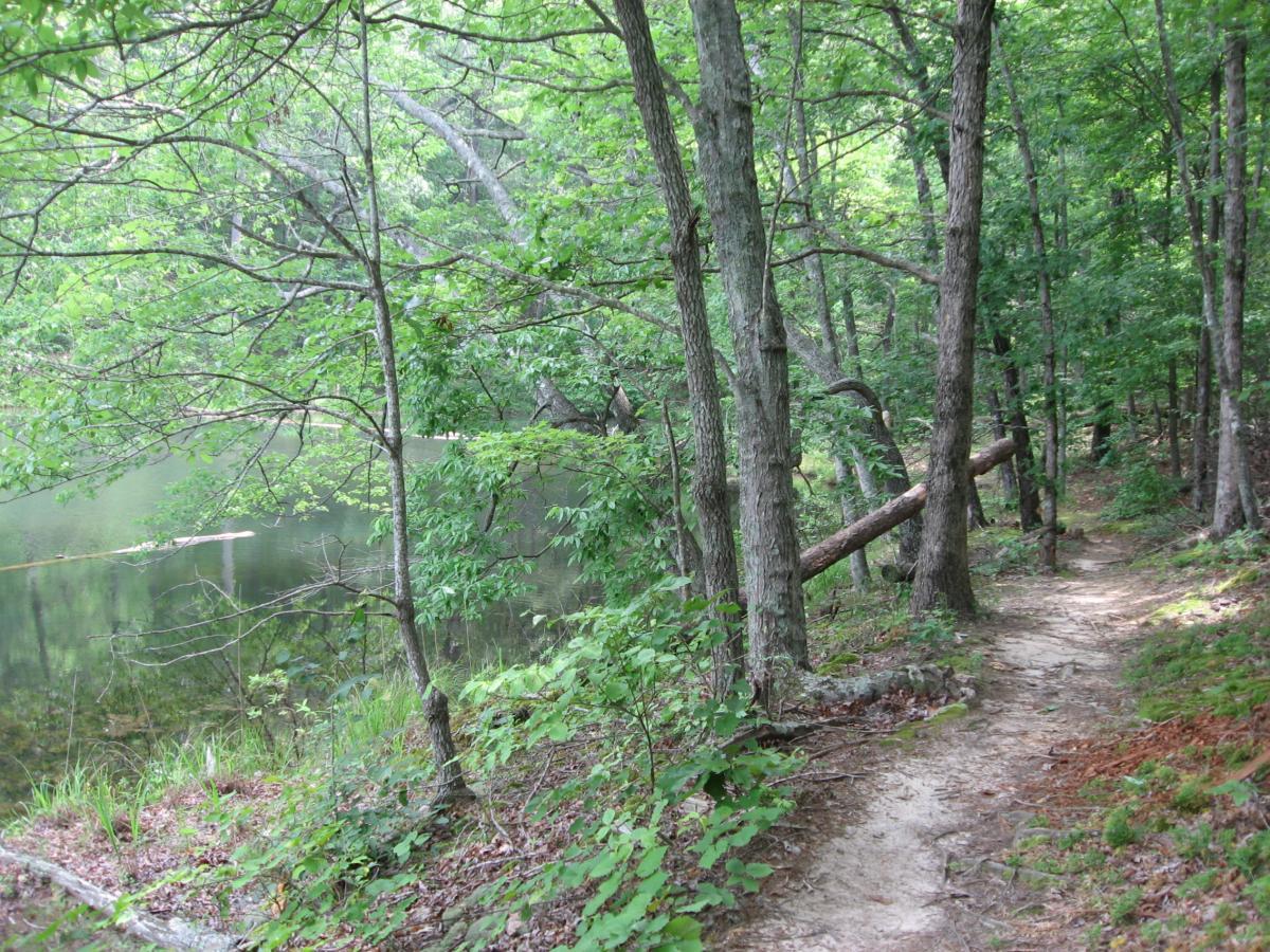 A serene forest scene featuring a narrow dirt path lined with trees, leading to a calm body of water. The area is filled with lush green foliage, creating a peaceful atmosphere with soft sunlight filtering through the leaves. Lake Russell Loop mountain bike trail.
