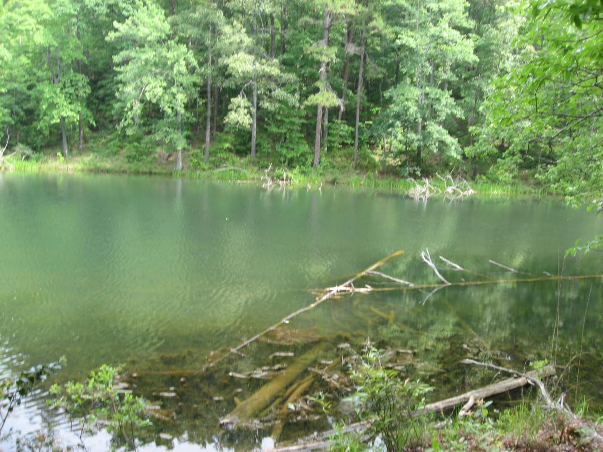 A tranquil forest scene featuring a calm pond surrounded by lush green trees. The water is mostly clear, with visible logs and branches partially submerged. The serene atmosphere is enhanced by the reflection of the trees in the pond. Lake Russell Loop mountain bike trail.