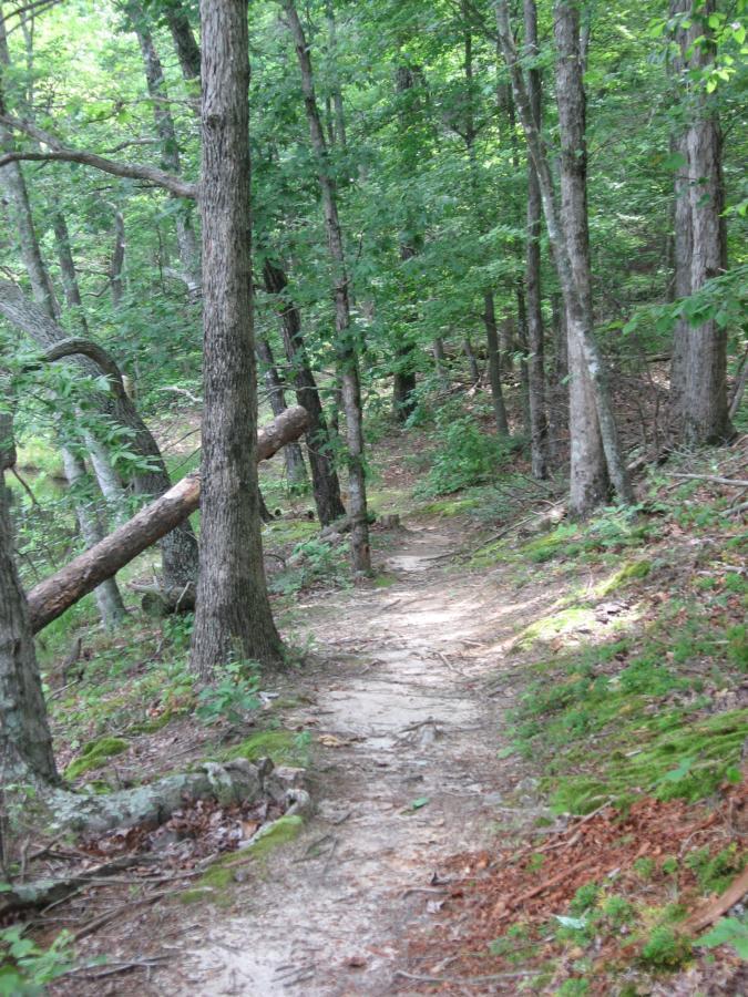 Narrow dirt path winding through a lush green forest, surrounded by tall trees and underbrush. A fallen tree is visible across the trail, and patches of sunlight filter through the leaves above, creating a serene, natural atmosphere. Lake Russell Loop mountain bike trail.