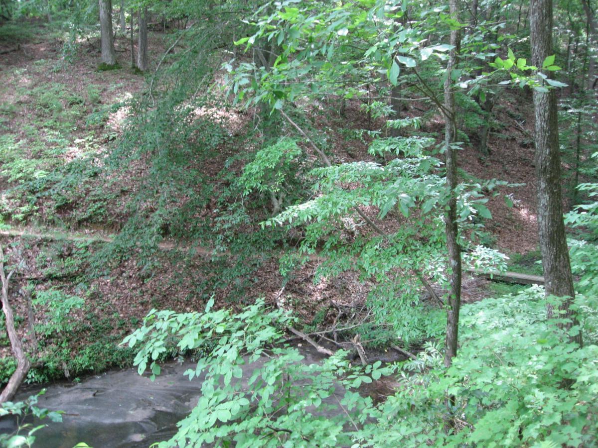 Lush green foliage surrounds a peaceful stream winding through a wooded area. The terrain features a gentle slope covered with leaves and small plants, while trees provide a backdrop of rich greenery. Sunlight filters through the leaves, creating a tranquil atmosphere. Lake Russell Loop mountain bike trail.