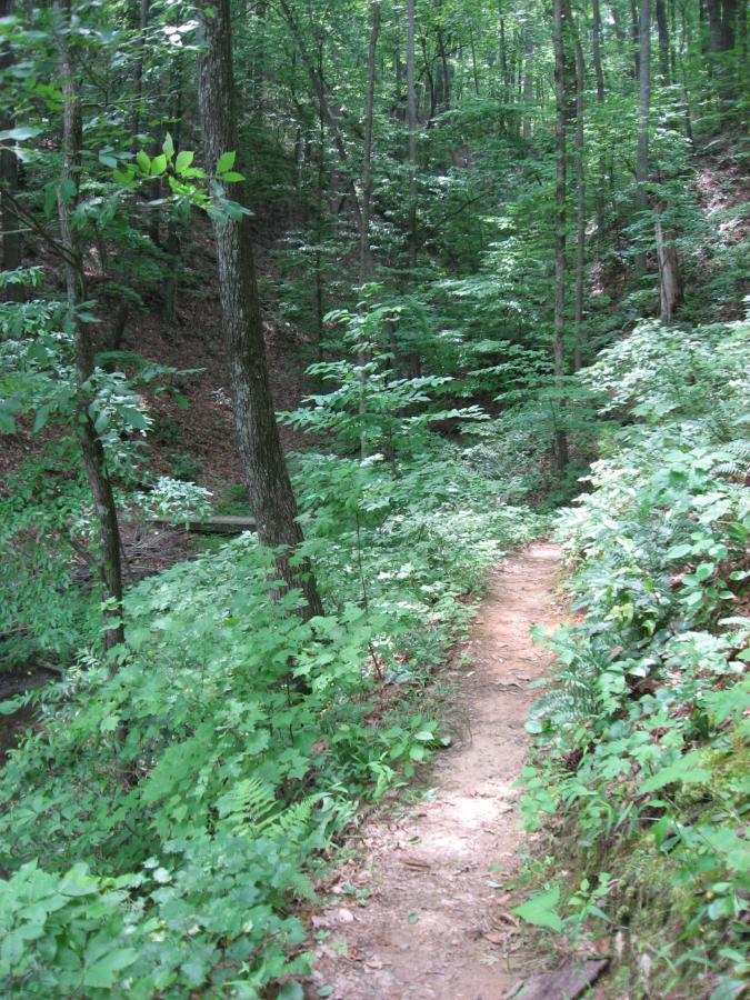 A narrow dirt path winding through a lush green forest, surrounded by tall trees and dense foliage. Sunlight filters through the leaves, casting dappled shadows on the ground. The scene conveys a sense of tranquility and natural beauty. Lake Russell Loop mountain bike trail.