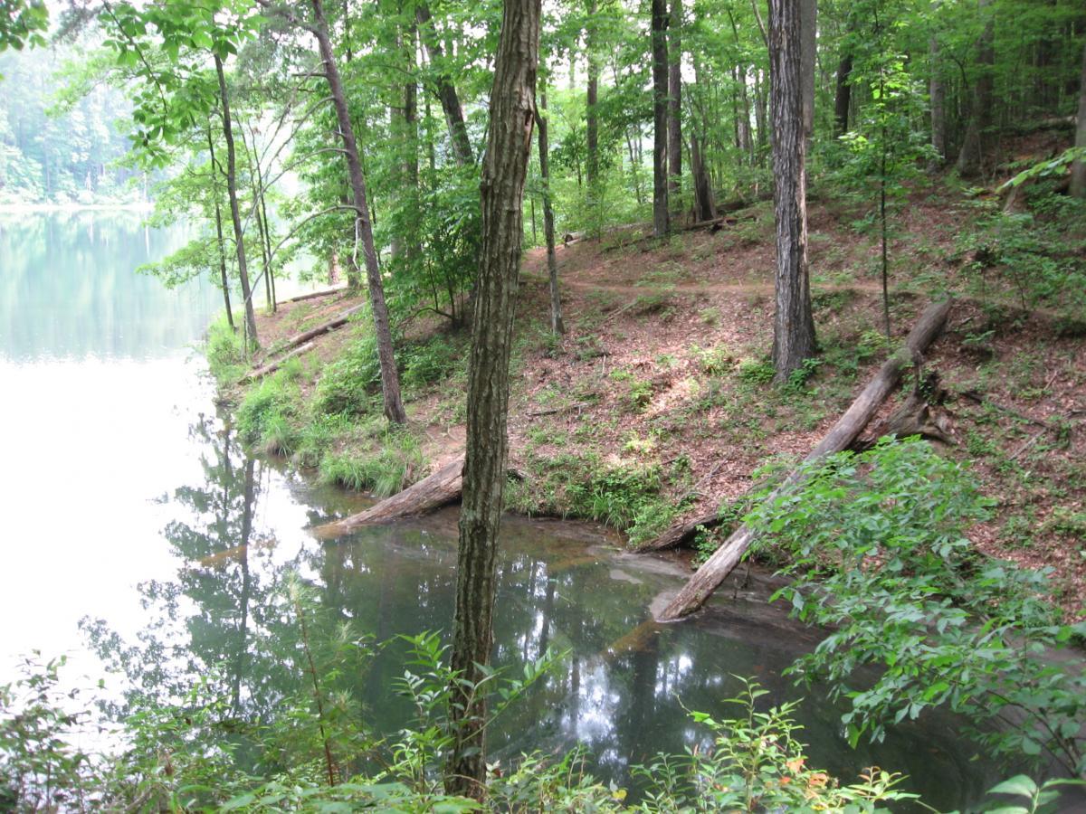 A serene forest scene featuring a calm body of water surrounded by lush green trees. The water reflects the greenery, while several fallen logs are positioned along the water's edge. A path can be seen winding through the foliage in the background. Lake Russell Loop mountain bike trail.