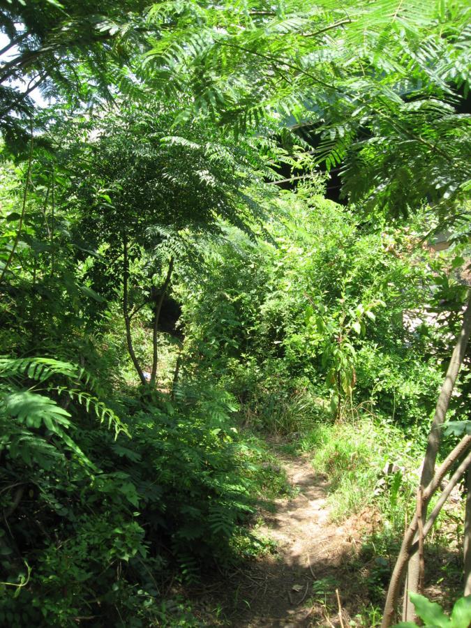 A narrow, winding dirt path surrounded by lush greenery, including various plants and trees, creating a dense, natural atmosphere. Sunlight filters through the leaves, illuminating the scene with a warm glow. Chase Street mountain bike trail.