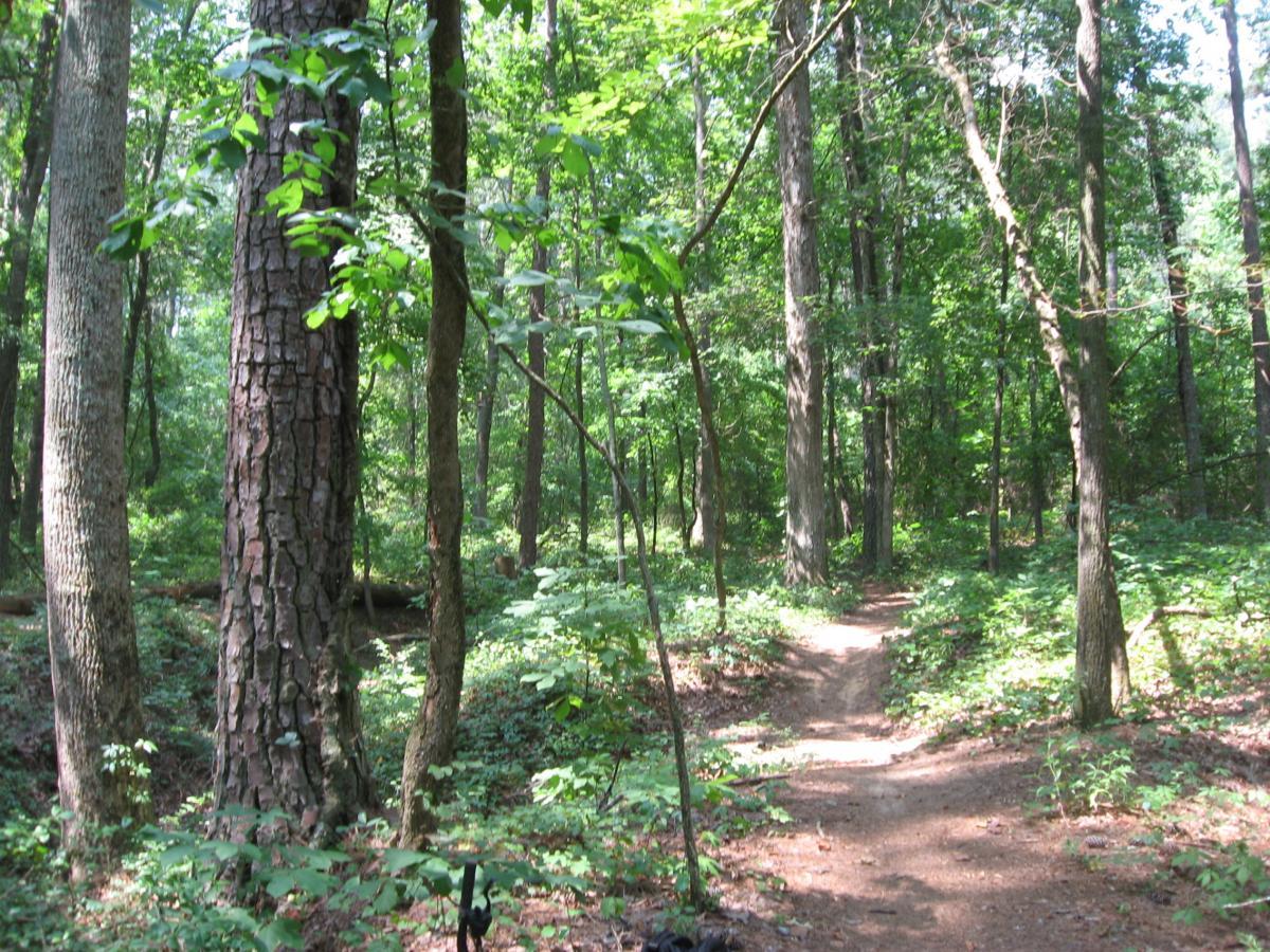 A dirt path winding through a lush green forest, with tall trees and dense foliage on either side. Sunlight filters through the leaves, creating a peaceful and serene atmosphere. Tribble Mill Park mountain bike trail.
