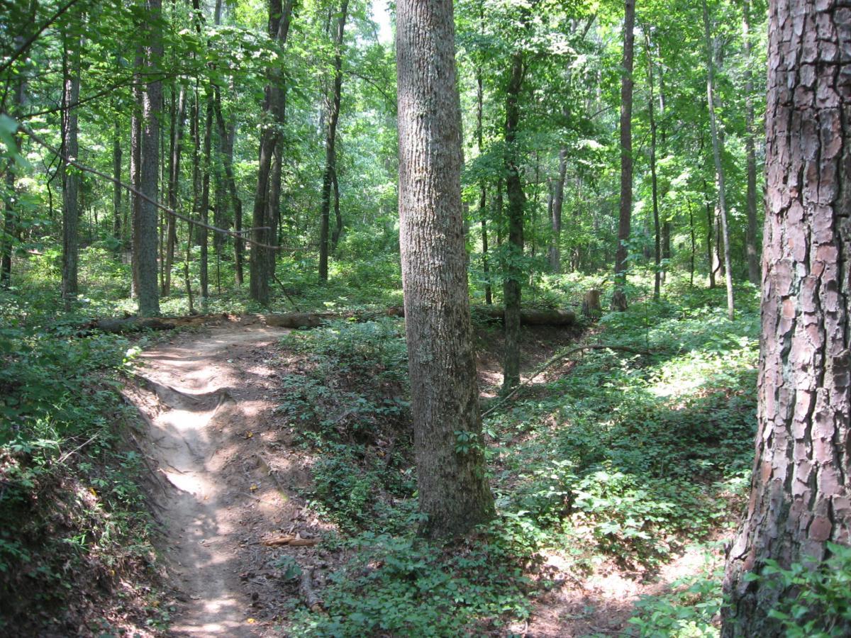 A winding dirt path through a lush green forest, surrounded by tall trees and dense underbrush, with patches of sunlight filtering through the leaves. Tribble Mill Park mountain bike trail.