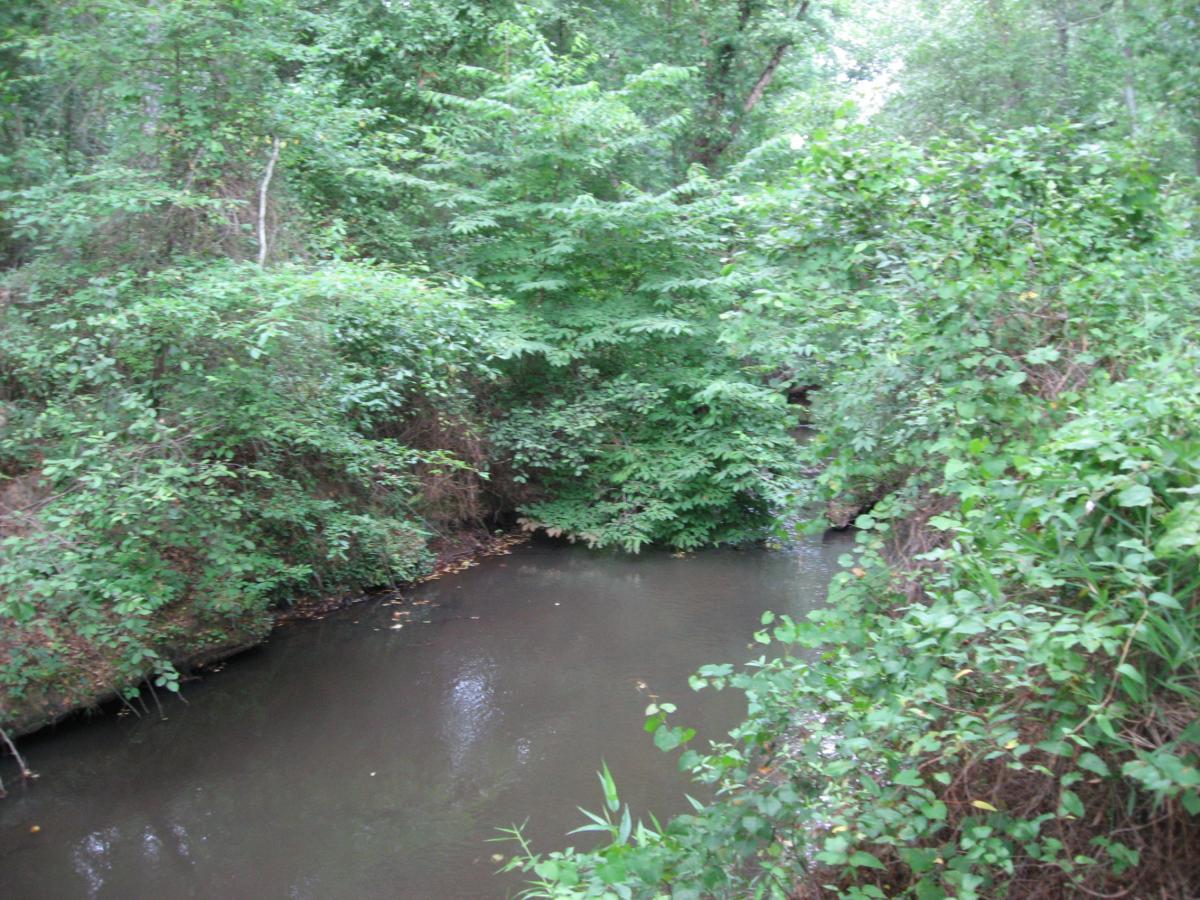 A serene view of a narrow, winding creek surrounded by lush greenery, including various trees and shrubs. The water appears calm and reflects the surrounding foliage, creating a tranquil natural scene. Tribble Mill Park mountain bike trail.