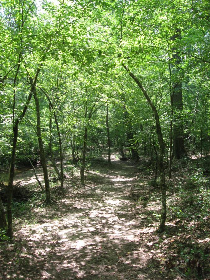A winding path through a lush green forest, with sunlight filtering through the leaves, creating dappled patterns on the ground. The scene features tall trees with vibrant foliage, surrounded by a natural, serene environment. Watson Mill Bridge State Park mountain bike trail.