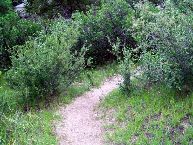 A narrow dirt path winding through lush green shrubs and grass, inviting exploration in a natural setting. Memmen Ridge Open Space mountain bike trail.