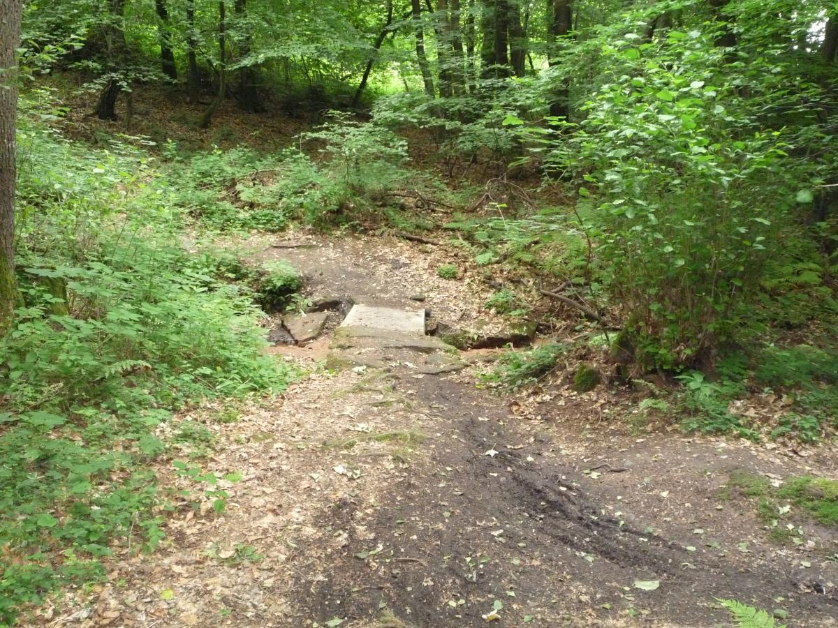A peaceful forest scene featuring a small, uneven path leading to a rocky area surrounded by lush greenery and trees. The ground is covered with fallen leaves, and various plants add to the natural beauty of the setting. Tower Trail mountain bike trail.