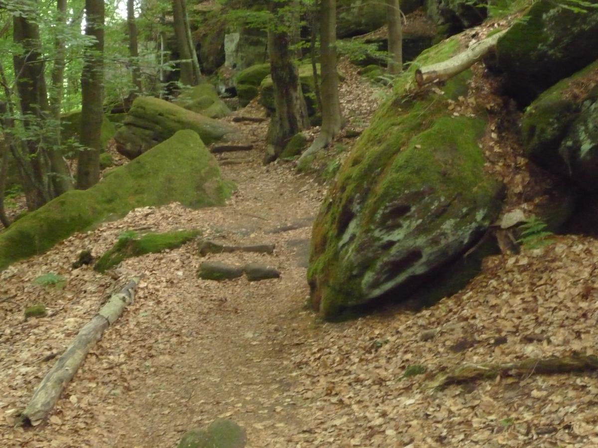 A winding path through a forest, surrounded by green moss-covered rocks and trees, with fallen leaves scattered along the ground. Tower Trail mountain bike trail.