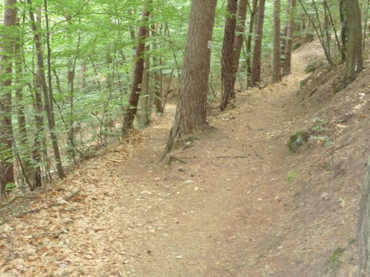 A narrow, winding dirt path through a lush green forest, bordered by tall trees and fallen leaves scattered along the ground. The scene conveys a sense of tranquility and natural beauty, with sunlight filtering through the canopy above. Tower Trail mountain bike trail.