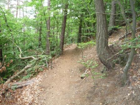 A winding dirt path through a lush green forest, flanked by tall trees and scattered leaves on the ground. Tower Trail mountain bike trail.