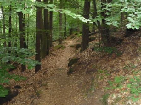 A winding dirt path through a lush green forest, surrounded by tall trees and scattered leaves on the ground. Tower Trail mountain bike trail.
