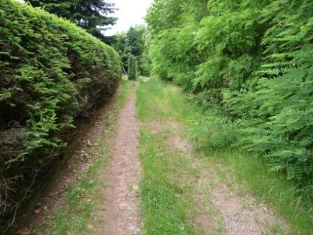 A narrow dirt path surrounded by lush green foliage and shrubs, leading through a tranquil forested area. Tower Trail mountain bike trail.