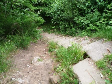 A winding stone staircase leads down through overgrown greenery, surrounded by lush plants and bushes. The path is partially made of dirt and grass, indicating a natural, rustic setting. Tower Trail mountain bike trail.
