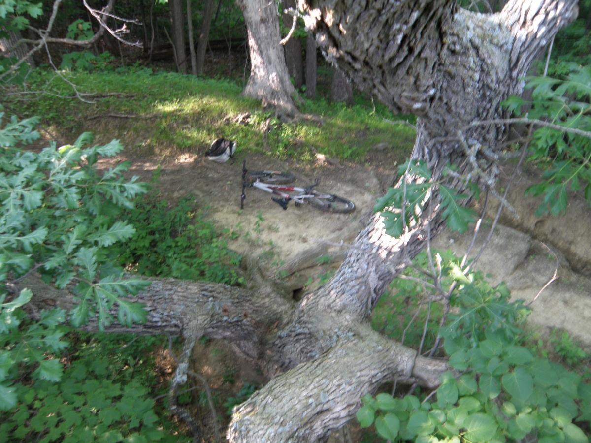 A mountain bike resting near a dirt path surrounded by lush green foliage and trees. A helmet is placed nearby on the ground, indicating recent activity in a natural outdoor setting. Fort Defiance mountain bike trail.