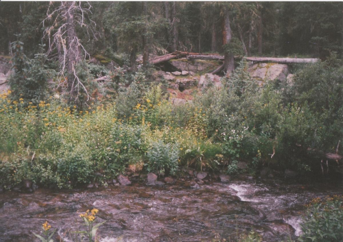 A serene riverside scene featuring a gently flowing stream surrounded by lush green vegetation and clusters of yellow wildflowers. In the background, tall trees and fallen logs contribute to the natural landscape, creating a peaceful, forested atmosphere. Trail 401 mountain bike trail.
