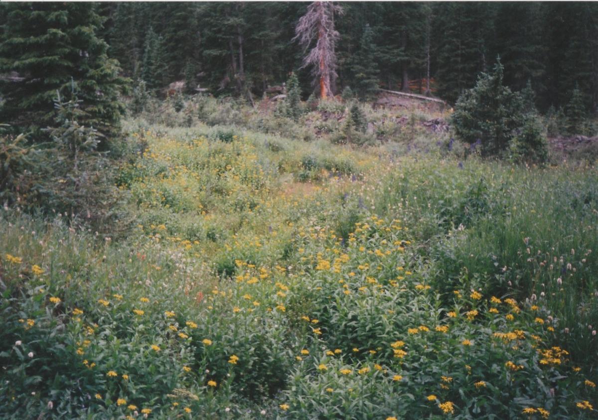 A vibrant meadow filled with yellow wildflowers and various green plants, surrounded by tall trees in the background. The scene conveys a serene natural landscape with a mix of foliage and floral diversity, suggesting a tranquil outdoor setting. Trail 401 mountain bike trail.
