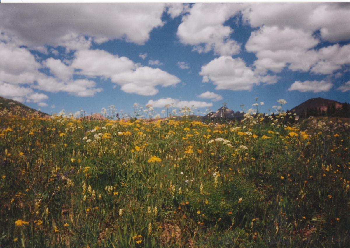 A vibrant field of wildflowers in various shades of yellow and white, set against a backdrop of rolling green hills and a blue sky dotted with fluffy white clouds. The scene captures a serene and picturesque natural landscape. Trail 401 mountain bike trail.
