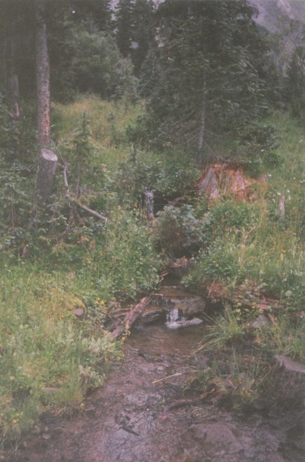 A serene forest scene featuring a small, gently flowing stream surrounded by lush greenery. The area includes various plants and wildflowers, along with fallen tree trunks and both young and mature coniferous trees. The dappled sunlight filters through the leaves, creating a peaceful, natural atmosphere. Trail 401 mountain bike trail.