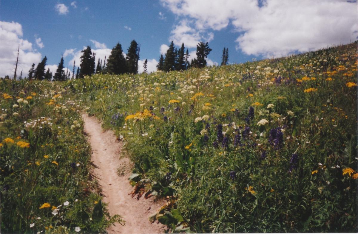 A narrow dirt path winds through a vibrant wildflower field, filled with various colorful blooms including yellow, white, and purple flowers. Tall green grass surrounds the path, under a bright blue sky dotted with fluffy white clouds and pine trees in the background. Trail 401 mountain bike trail.