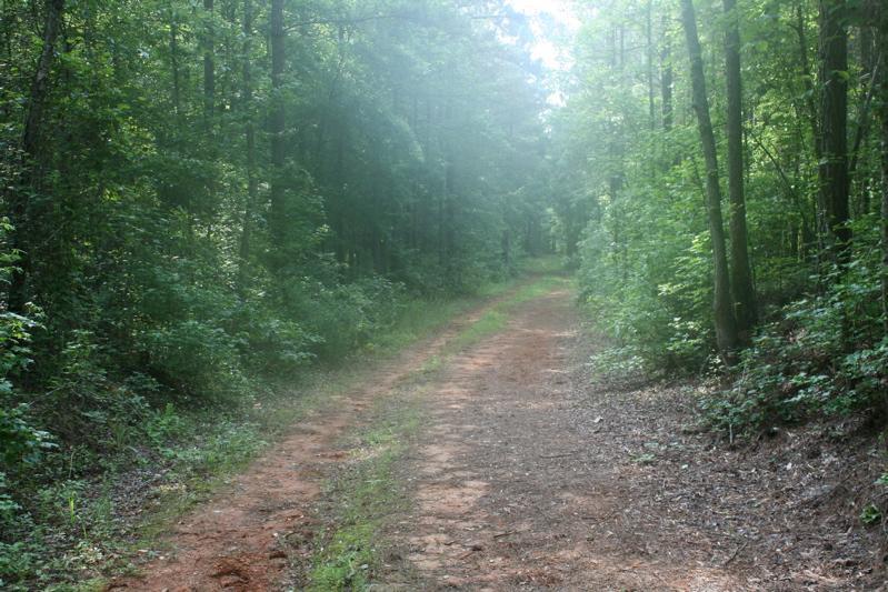 A narrow dirt path winding through a lush green forest, surrounded by tall trees and dense foliage, with soft sunlight filtering through the leaves, creating a serene and peaceful atmosphere. Charlie Elliot Wildlife Center mountain bike trail.