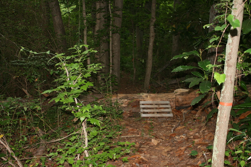 A dense forest scene featuring a pathway leading deeper into the woods. In the foreground, a wooden pallet is positioned on a fallen log, surrounded by tall green plants and scattered leaves. The background consists of tall trees and lush foliage, contributing to a natural, shaded atmosphere.