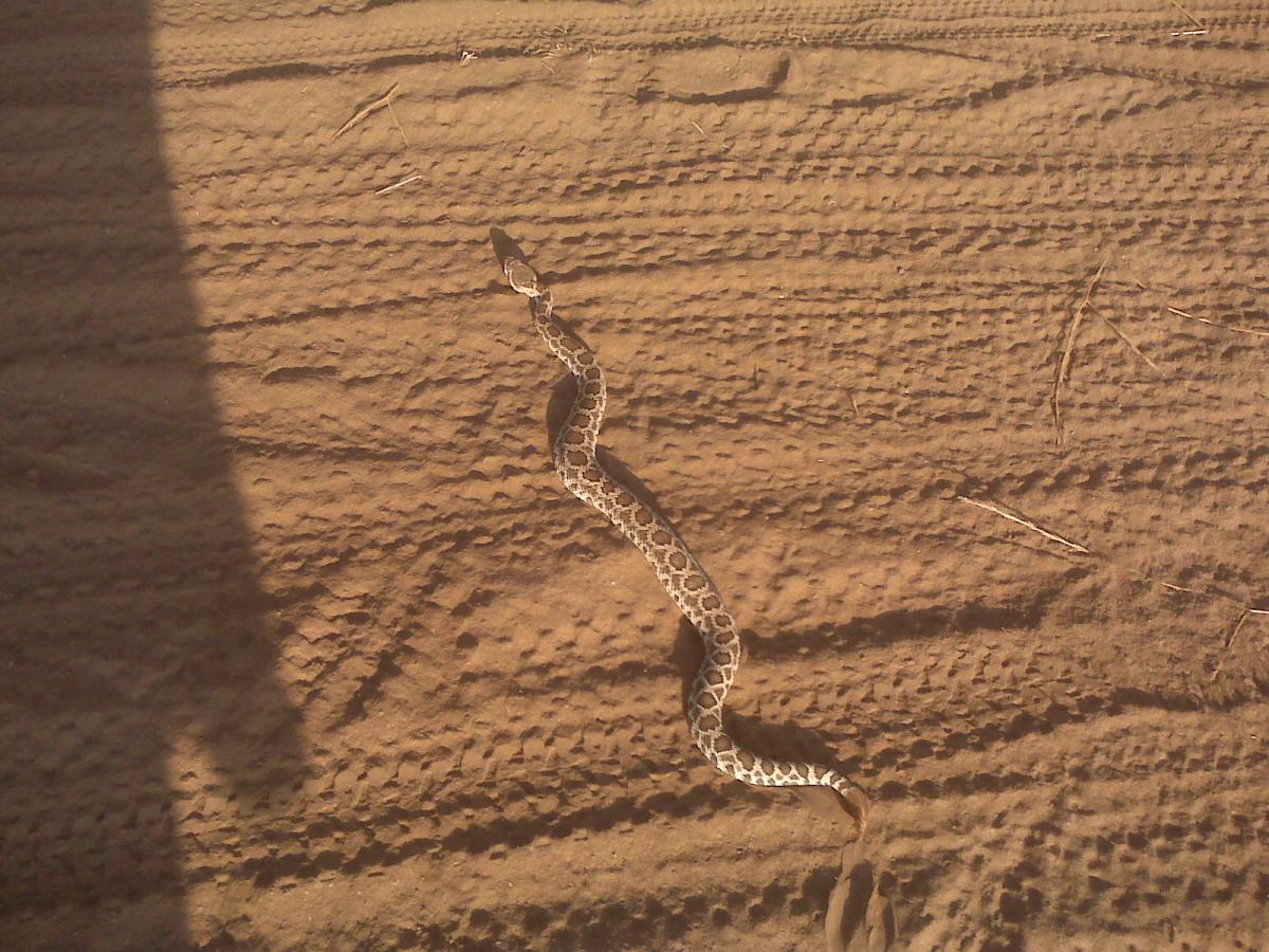 A snake slithering across a sandy surface with tire tread marks, partially shaded by a shadow. The environment appears natural and dry, showcasing the texture of the ground. Lake Hodges mountain bike trail.