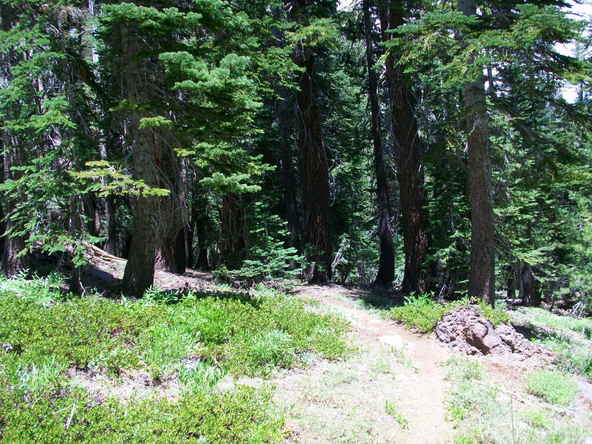 A forest path winding through tall green trees with dense foliage and underbrush. Sunlight filters through the branches, illuminating the tranquil natural environment. Kirkwood Bike Park mountain bike trail.