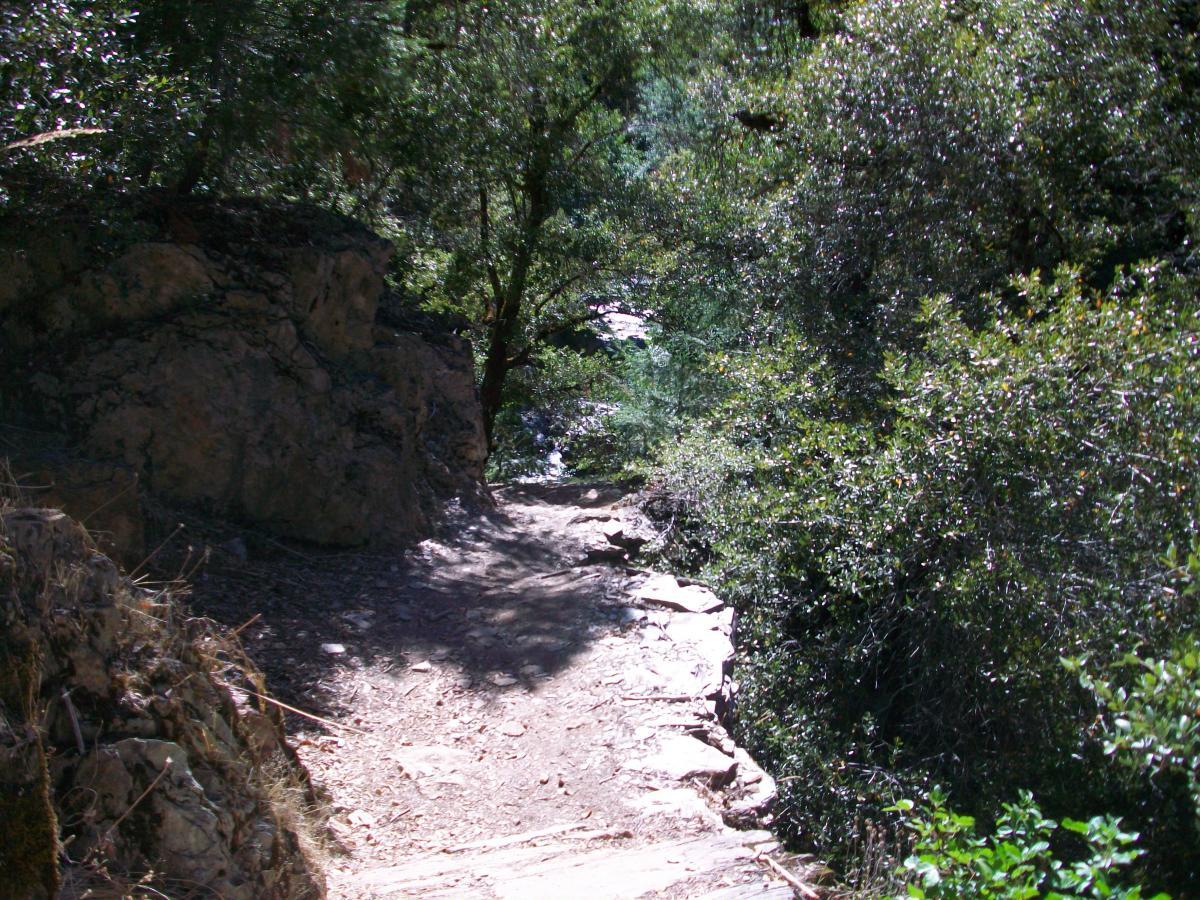 A narrow, rugged dirt path winding through a lush green forest, flanked by rocky terrain and thick bushes. Sunlight filters through the trees, illuminating parts of the trail that leads further into the wilderness. 1st / 2nd / 3rd Divide mountain bike trail.