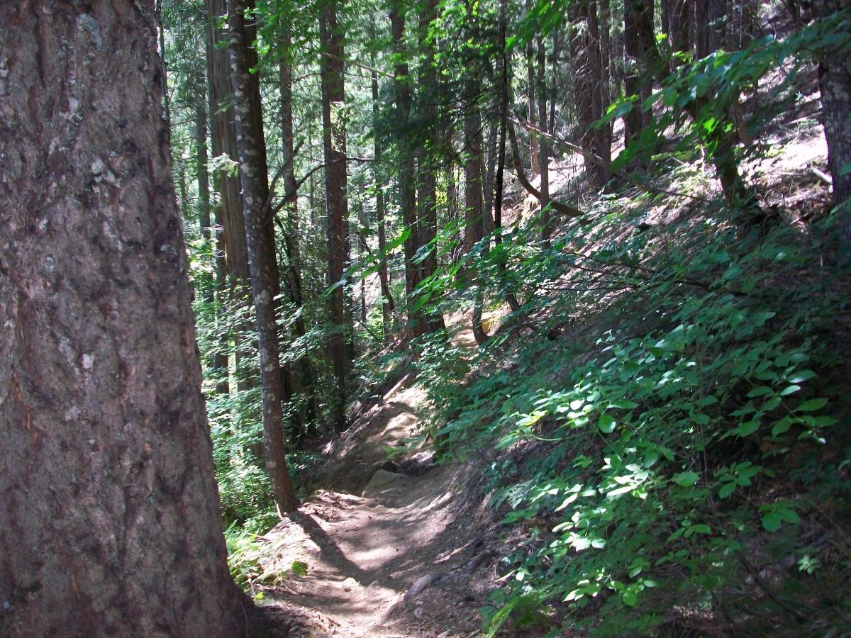 A dirt trail winding through a dense forest, flanked by tall trees and lush green vegetation, with dappled sunlight filtering through the leaves. 1st / 2nd / 3rd Divide mountain bike trail.