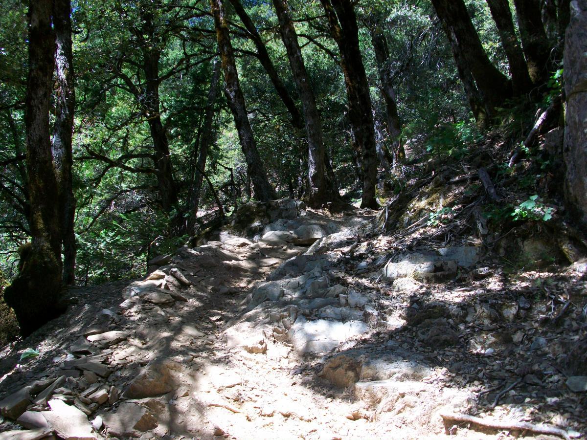A rocky hiking trail winding through a dense forest, surrounded by trees and lush vegetation. Sunlight filters through the leaves, casting dappled shadows on the path. 1st / 2nd / 3rd Divide mountain bike trail.