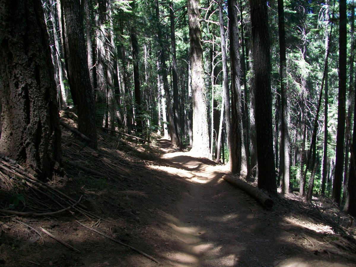 A sunlit dirt trail winding through a dense forest, lined with tall trees and scattered pine needles, creating a tranquil natural pathway. 1st / 2nd / 3rd Divide mountain bike trail.