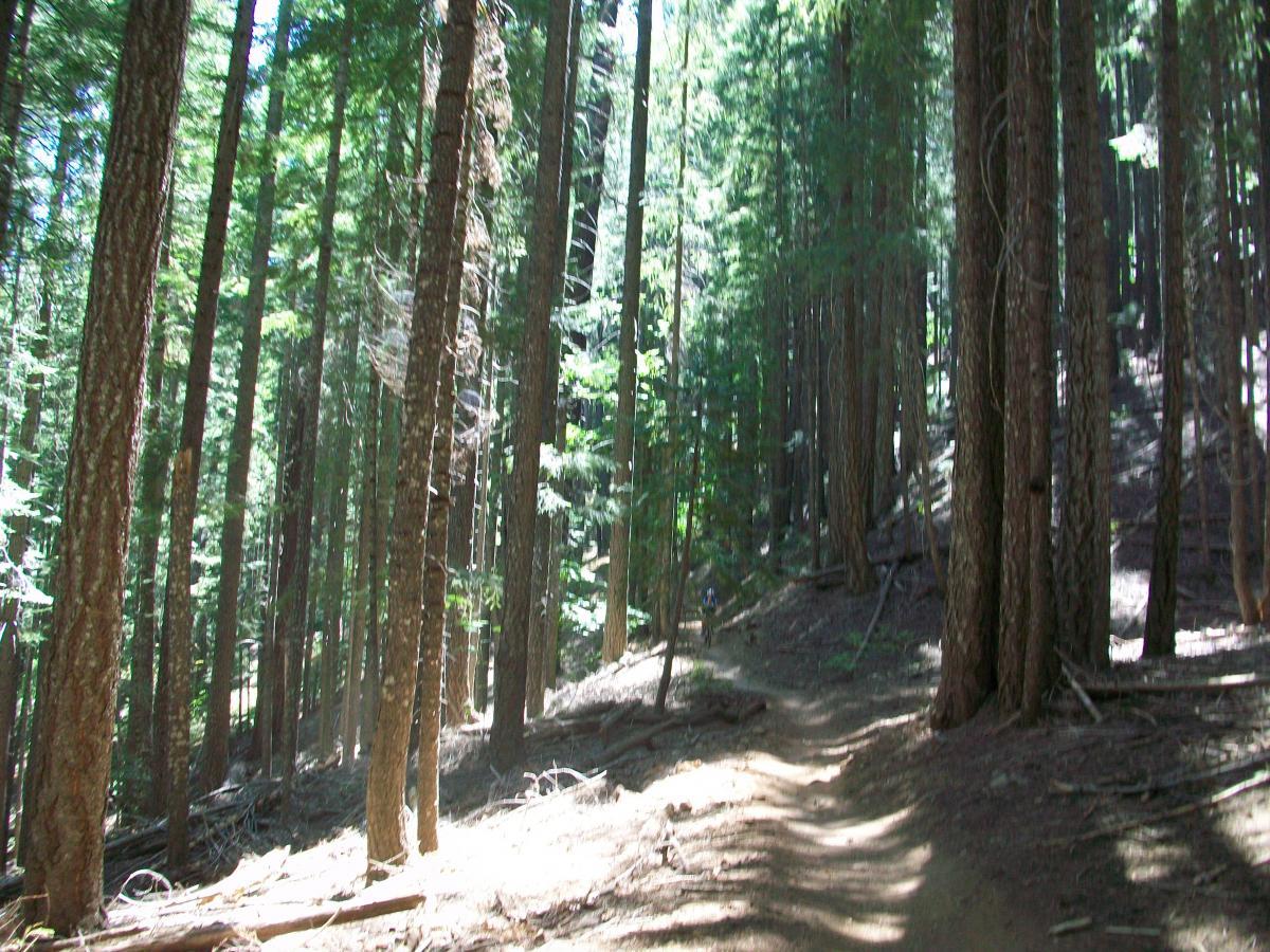 A serene forest scene featuring tall trees with green foliage, a dirt path winding through the woods, and sunlight filtering through the branches, creating dappled shadows on the ground. 1st / 2nd / 3rd Divide mountain bike trail.