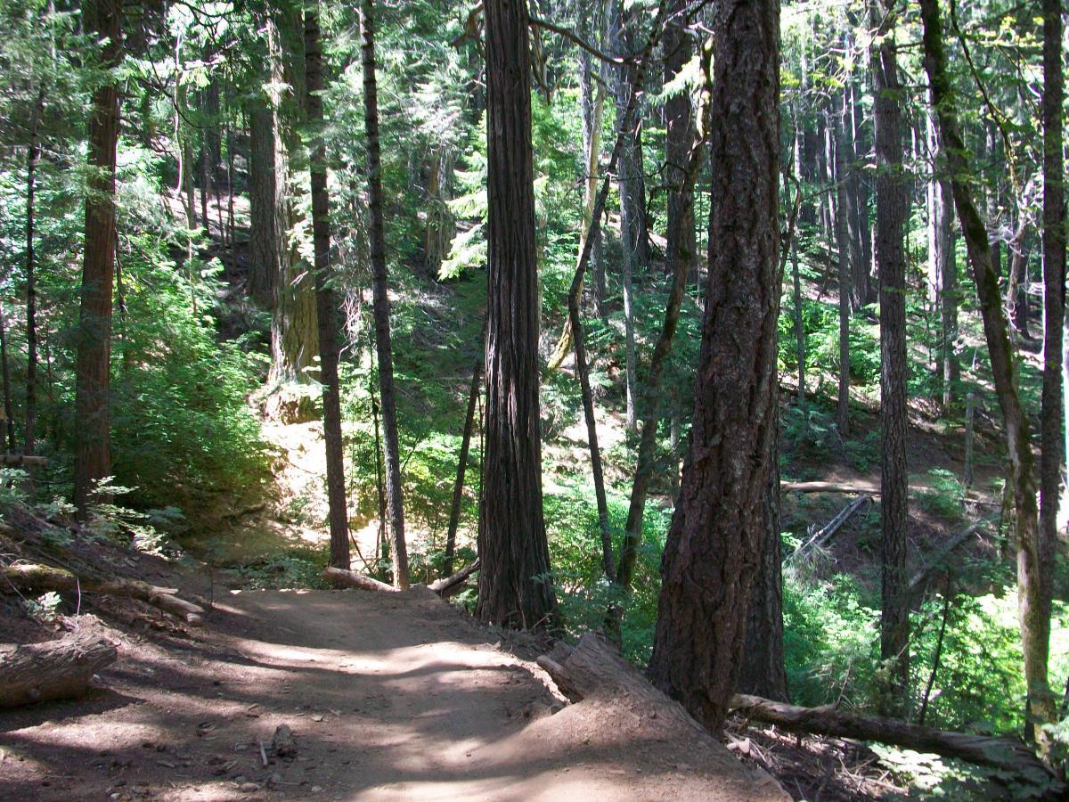 A sunlit path winding through a lush green forest, surrounded by tall trees and dense foliage. The ground is dirt with occasional tree roots and fallen branches visible, creating a natural and serene environment. The scene conveys a peaceful atmosphere ideal for hiking and connecting with nature. 1st / 2nd / 3rd Divide mountain bike trail.