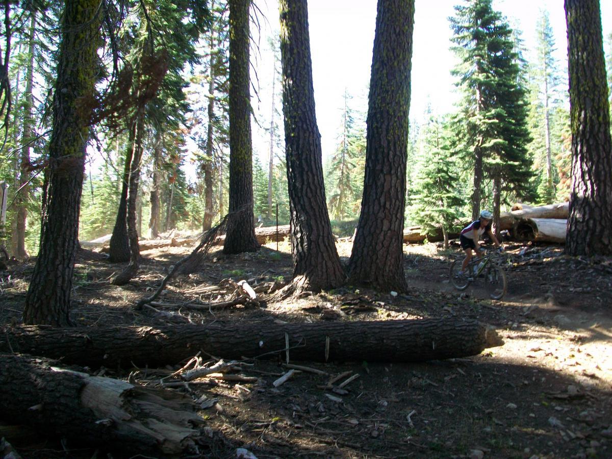 A mountain biker navigates a forest trail surrounded by tall trees and fallen logs, with sunlight filtering through the foliage. Pauley Creek mountain bike trail.