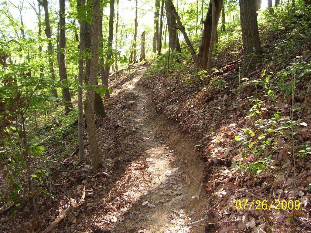 A narrow dirt trail winding through a lush green forest, surrounded by trees and underbrush. Sunlight filters through the leaves, creating a bright and inviting atmosphere. The path curves slightly, with leaves scattered along the ground. Mountwood mountain bike trail.